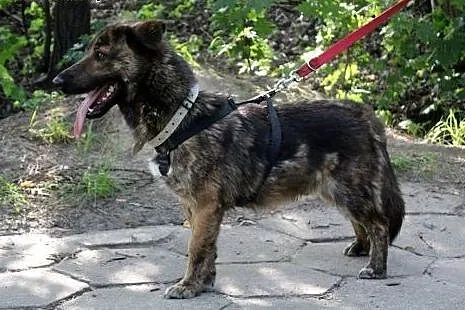 Wesoły młodziutki psiak JANKES,  dolnośląskie Wroc