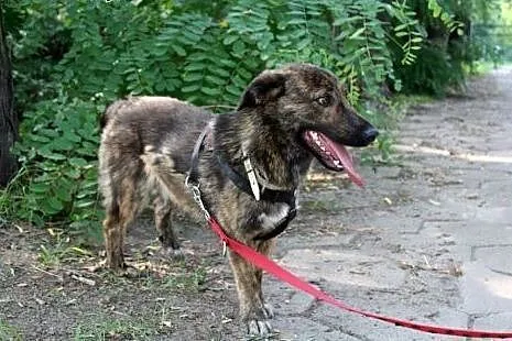 Wesoły młodziutki psiak JANKES,  dolnośląskie Wroc