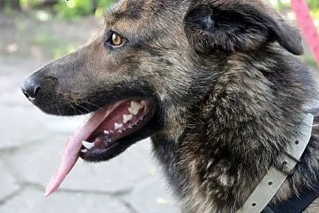 Wesoły młodziutki psiak JANKES,  dolnośląskie Wroc