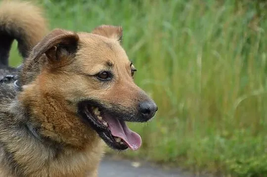 Zwykły niezwykły kundelek Hyzio- przyjazny psiak d
