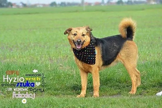 Zwykły niezwykły kundelek Hyzio- przyjazny psiak d