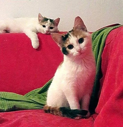 śliczne koteczki do adopcji, mazowieckie Warszawa