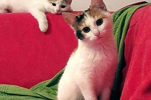 śliczne koteczki do adopcji,  mazowieckie Warszawa
