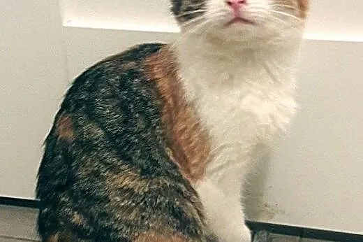 śliczne koteczki do adopcji,  mazowieckie Warszawa