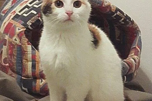 śliczne koteczki do adopcji,  mazowieckie Warszawa