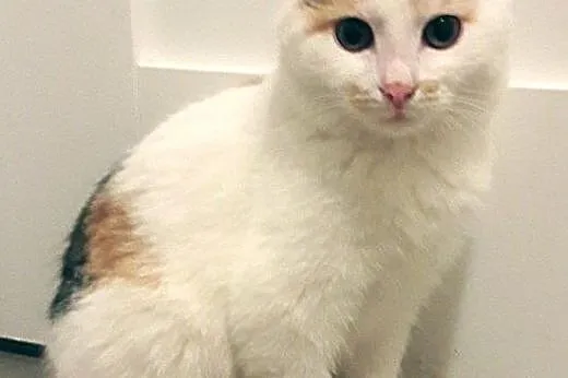 śliczne koteczki do adopcji,  mazowieckie Warszawa