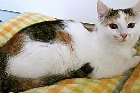 śliczne koteczki do adopcji,  mazowieckie Warszawa