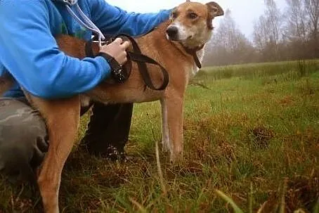 Sliczny długonogi, wesoły, kochany!,  śląskie Kato