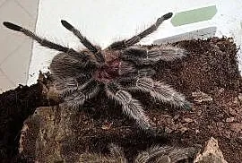 Grommostola porteri świeży samiec
