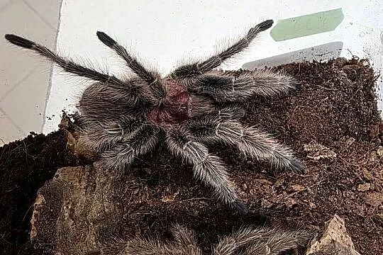 Grommostola porteri świeży samiec
