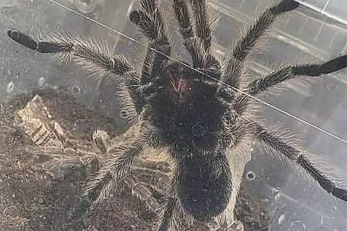Grommostola porteri świeży samiec, Małopolskie, Tarnów