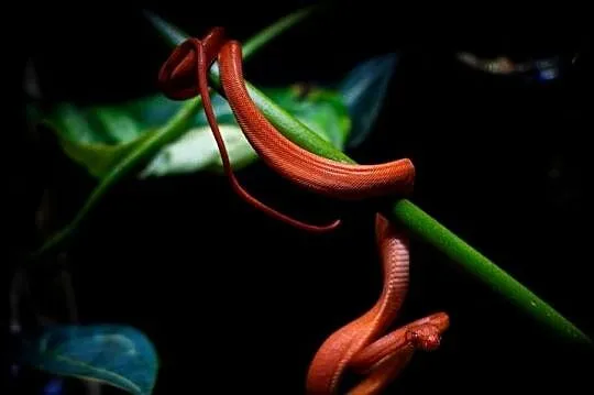 Boa leśny (Corallus hortulanus)