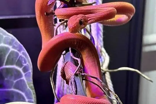 Boa leśny (Corallus hortulanus), Mazowieckie, Warszawa