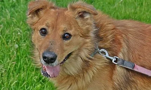 TEDDY - pokochasz rudego i uroczego misia ?, mazo