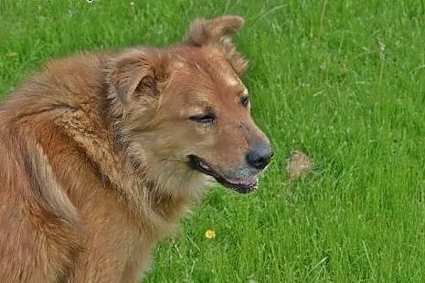 TEDDY - pokochasz rudego i uroczego misia ?,  mazo