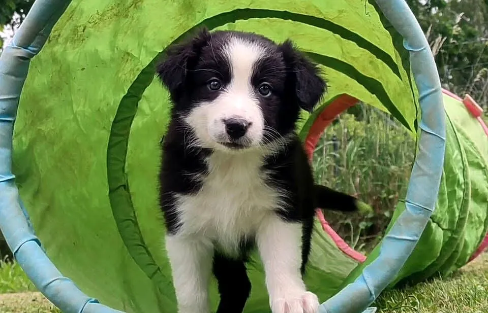Rasowa suczka border collie z Hodowli, komplet dok., Podkarpackie, Iwonicz