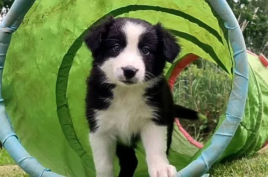 Rasowa suczka border collie z Hodowli, komplet dok., Podkarpackie, Iwonicz
