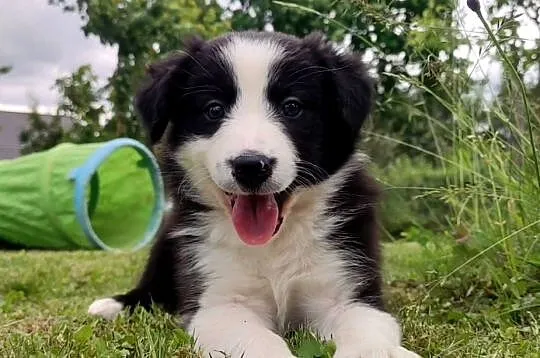 Rasowa suczka border collie z Hodowli, komplet dok., Podkarpackie, Iwonicz