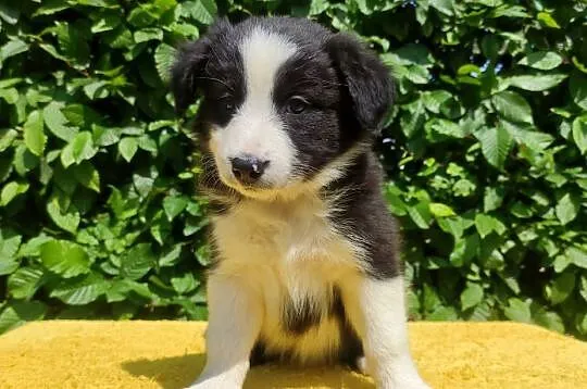 Rasowa suczka border collie z Hodowli, komplet dok., Podkarpackie, Iwonicz