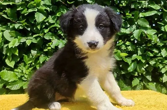 Rasowa suczka border collie z Hodowli, komplet dok., Podkarpackie, Iwonicz