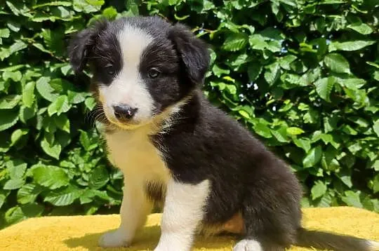 Rasowa suczka border collie z Hodowli, komplet dok., Podkarpackie, Iwonicz