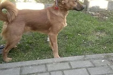 Półroczny piesek,  małopolskie Tarnów