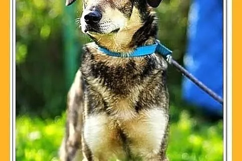 GUCIO-duży 20kg,młody,przyjazny,wesoły pies,czip, ks.zdrowia.ADOPCJA