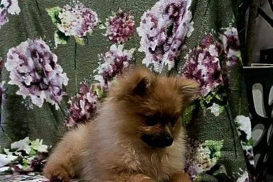 Piękny Mały Szpic Niemiecki rodzice FCI, Opolskie, Krapkowice