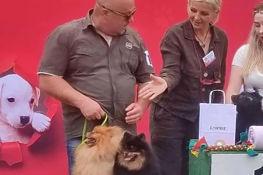 Piękny Mały Szpic Niemiecki rodzice FCI, Opolskie, Krapkowice