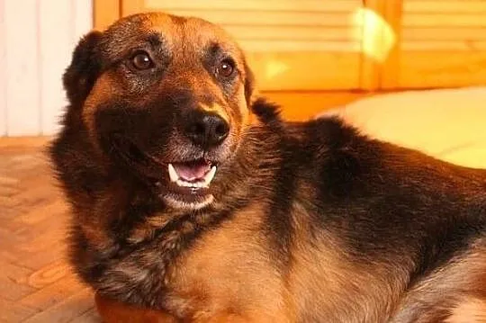 Pokochaj Borysa ! Te zakochane oczy i zimny nochal :), Łódzkie, Łódź