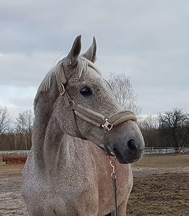 Wałach do lekkiej jazdy, ,