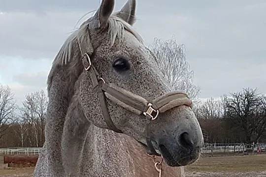 Wałach do lekkiej jazdy, , 