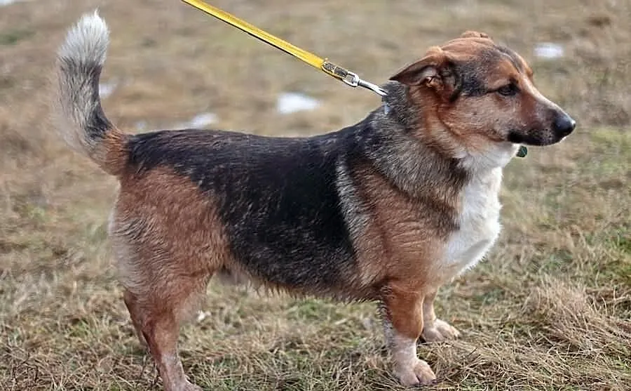 Ferdek