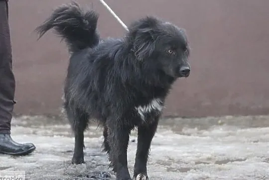 Towarzyski lubiący ludzi i dzieci psiak szuka dobrego domku, Mazowieckie, Warszawa