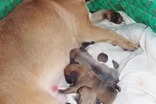 Buldożki francuskie beżowe rude białe buldogi fran
