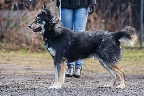 Młodziutki Agent, super pies w typie OWCZARKA szuk