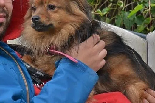 PAPILOT - mały, fajny pies - do adopcji dzisiaj je