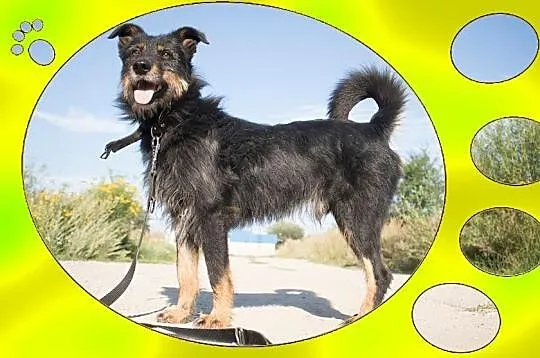 1,5 roku,15 kg,towarzyski,radosny,przesympatyczny psiak WESOŁY_Adopcja