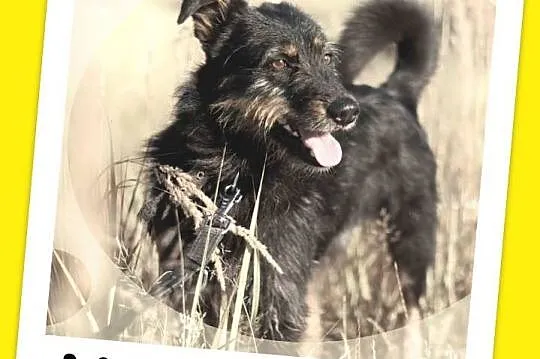 1,5 roku,15 kg,towarzyski,radosny,przesympatyczny 