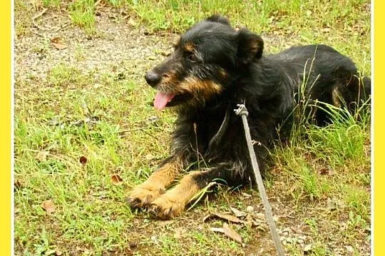1,5 roku,15 kg,towarzyski,radosny,przesympatyczny 