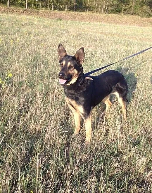 Zulka do adopcji, wielkopolskie Poznań