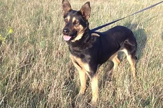 Zulka do adopcji,  wielkopolskie Poznań
