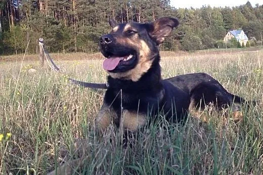 Zulka do adopcji,  wielkopolskie Poznań