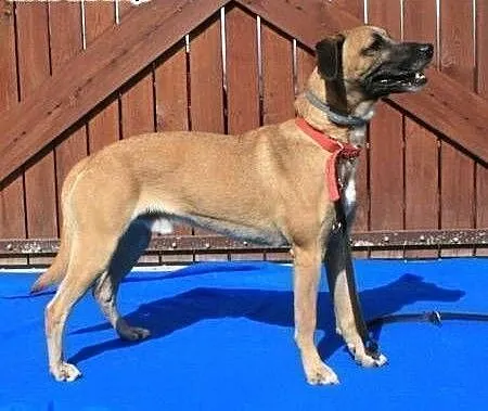 Roki - młody, energiczny super psiak do adopcji,