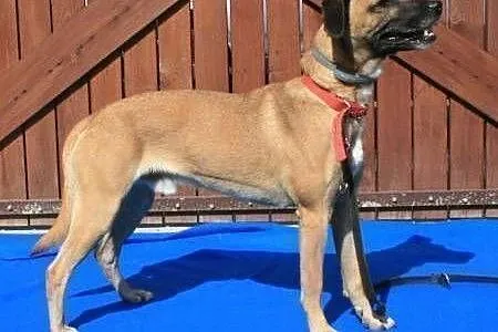 Roki - młody, energiczny super psiak do adopcji,  