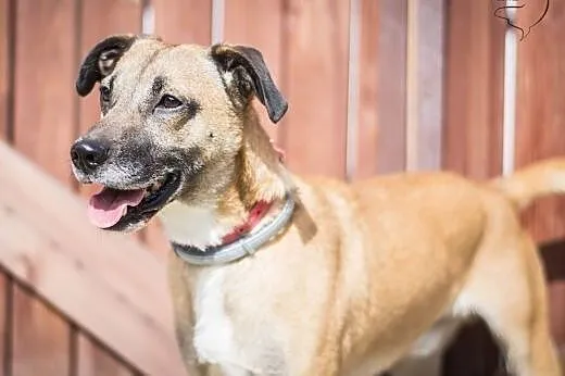 Roki - młody, energiczny super psiak do adopcji,  