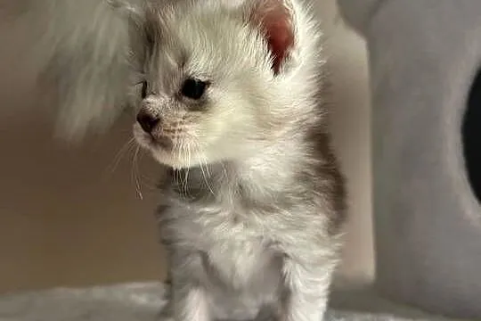 Jerry kocur Maine Coon, Kujawsko-pomorskie, Szembruk