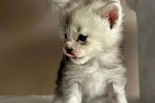 Jerry kocur Maine Coon, Kujawsko-pomorskie, Szembruk