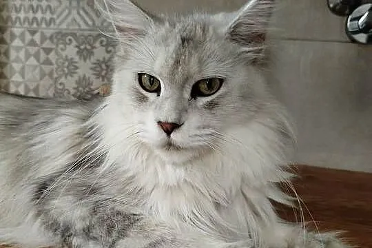 Jerry kocur Maine Coon, Kujawsko-pomorskie, Szembruk