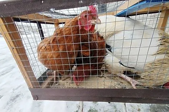 Kogut i dwie kury nioski, Kujawsko-pomorskie, Szubin